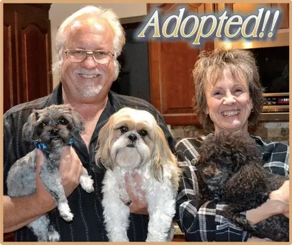 Animal Rescue Volunteers, business photo 2