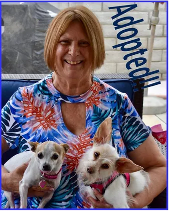Animal Rescue Volunteers, business photo 3