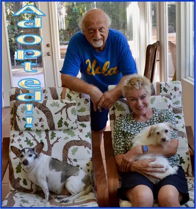 Animal Rescue Volunteers, business photo 4