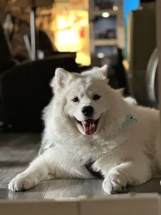 R&R Pet Lifestyle and Supply, business photo 3