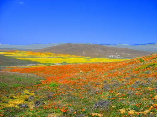 Antelope Valley California Poppy Reserve